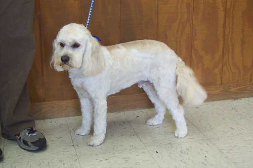 India Cockapoo Breeders