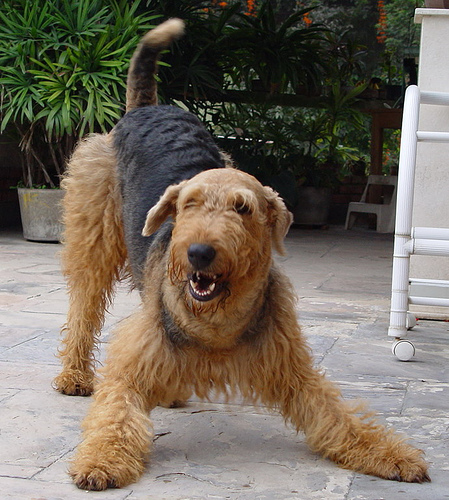 airedale terrier long hair