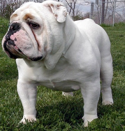 small american bulldog