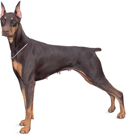 DOBERMAN PINSCHER PUPPIES FOR