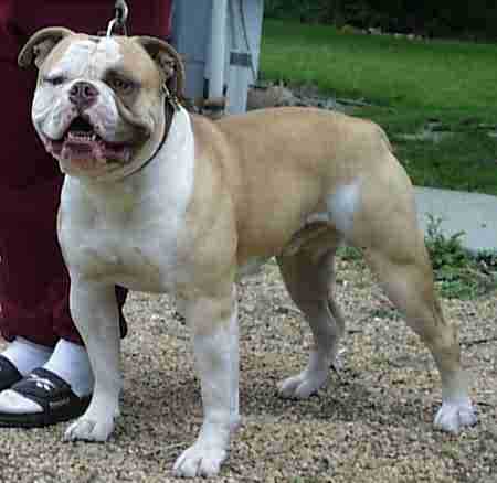 American Bulldog Puppies on New Zealand American Bulldog Breeders  Grooming  Dog  Puppies  Reviews