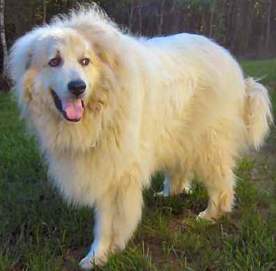 Indonesia Great Pyrenees Breeders, Grooming, Dog, Puppies, Reviews, Articles