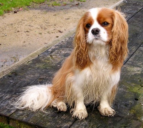 king charles spaniel price