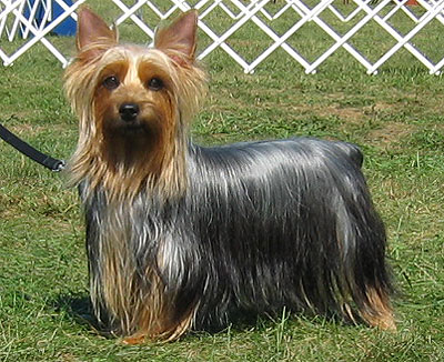 silky terrier puppies. Silky Terrier Breeders,