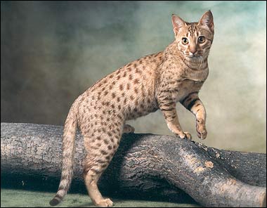 India, Ocicat Breeders