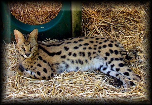 India Savannah Breeders