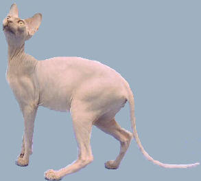 India, Sphynx Breeders