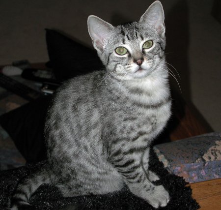 UK Egyptian Mau Breeders,