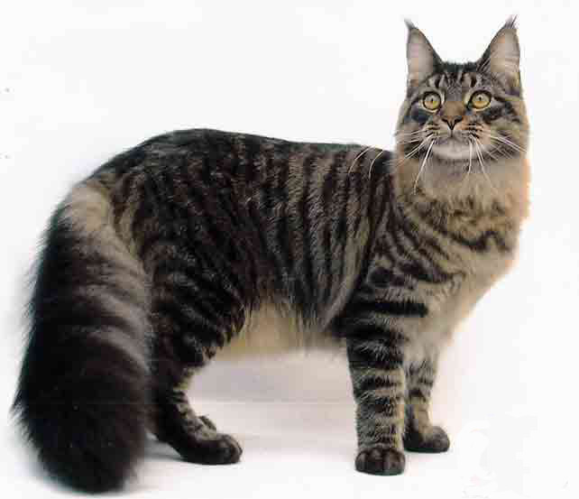 Canada Maine Coon Breeders,