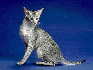 Oriental Shorthair Cat