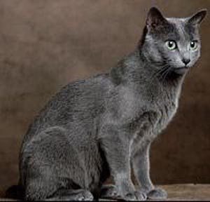 Canada Russian Blue Breeders,