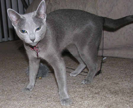 Russian Blue Breeders,