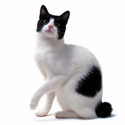 Malaysia Japanese Bobtail