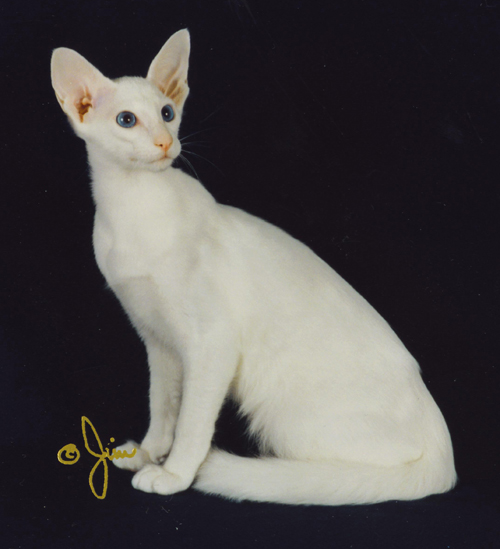 Long Hair Cat Grooming. Indonesia Oriental Longhair