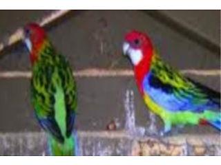 Rosella parakeet pair bird  - London Birds