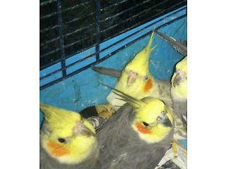 Cockatiel for sale  - London Birds