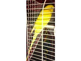 Yellow budgie  - London Birds