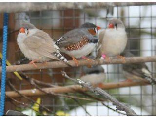 zebra finches  3 - London Birds