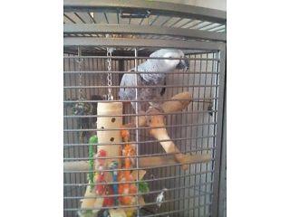 Parrot for sale  - London Birds