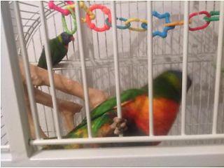 Beautiful Rainbow swainsons lorikeets for sale  - London Birds