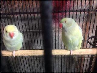 Beautiful young indian ring neck parrot for sale  - London Birds