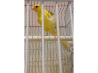 Canary for sale  £15 - London Birds