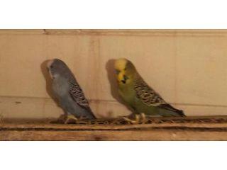 budgies  cheap - London Birds