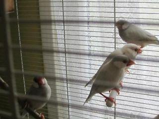 java sparrow ,bengelese finches  - London Birds