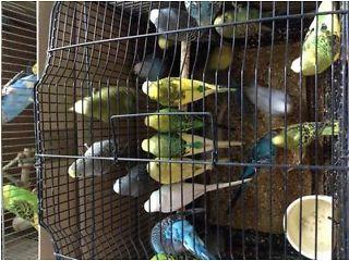 Budgies for sale  £10 - London Birds