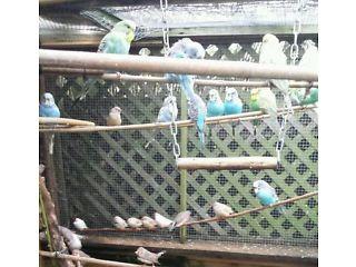 BUDGIES  nice colours - London Birds