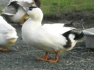 Duck for sale  - London Birds