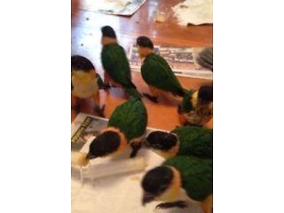 Black headed caiques  - London Birds