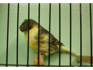 gloster canary male sale - London Birds