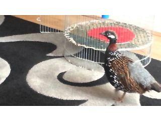 Blackfrancolin male fully singing  - London Birds