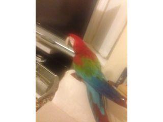 macaw parrot for sale tame and talking  - London Birds