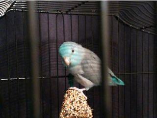 Ocean pacific parrotlet  - London Birds