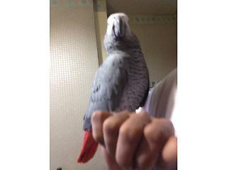 African grey parrot  525 - London Birds