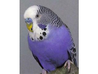 young male budgie wanted  - London Birds