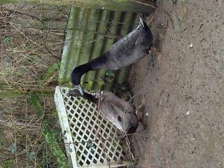 Two Indian Runner Ducks  - London Birds