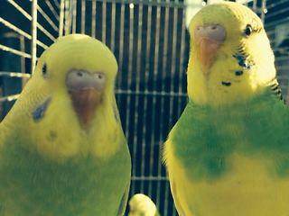 Baby budgies £12 each  - London Birds