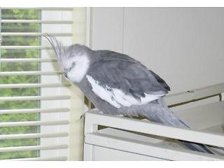 cockatiel bird with cage  - London Birds