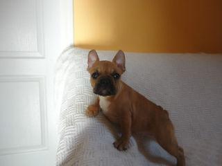 French Bulldog Puppies - London Animal, Pet Services