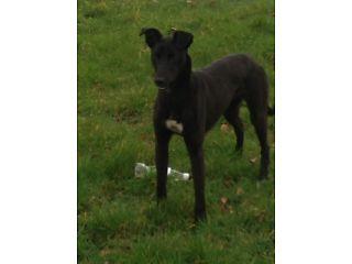 Lurcher  - London Animal, Pet Services