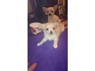 Chihuahua puppies  - London Animal, Pet Services