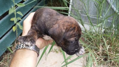 Staffy X pups for sale - Adelaide Dogs, Puppies