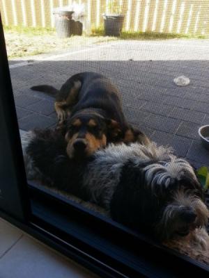 Lost dog in the gosnells area - Adelaide Dogs, Puppies