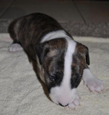 Purebred Bull Terrier Puppies - Adelaide Dogs, Puppies