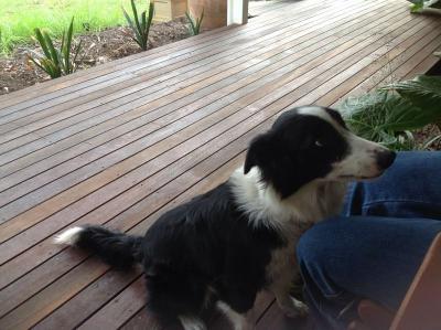Border Collie Missing - Adelaide Dogs, Puppies