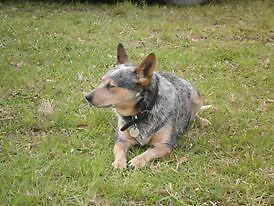Blue Heeler - Desperately seeking new home - Adelaide Dogs, Puppies