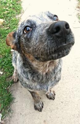 Free to good home blue cattle dog pup - Adelaide Dogs, Puppies